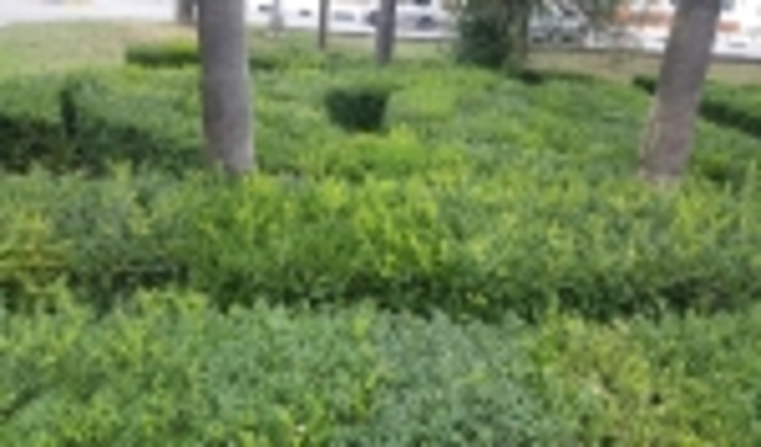 16 هکتار عرصه های پوشیده از شمشاد در رامسر و عباس آباد شناسایی و محلول پاشی شد