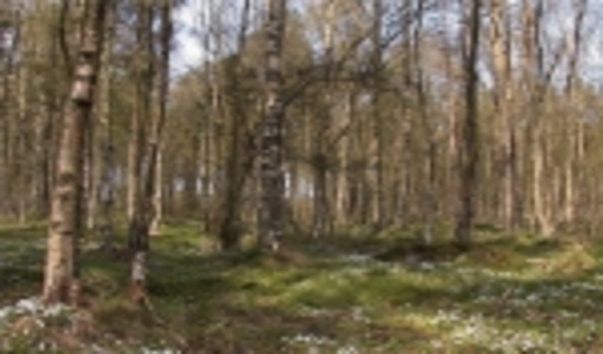 ۶۶۰۰ هکتار از اراضی ملی جهت توسعه زراعت چوب در گیلان واگذار می‌شود 