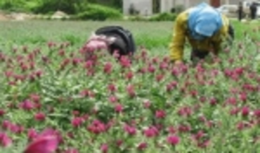 صادرات ٤٨٨ تن گياه دارويی از استان فارس به خارج از کشور