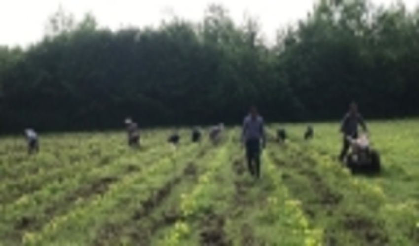 گیلان/مشکلات بانکی مهمترین چالش‌ صنوبرکاران