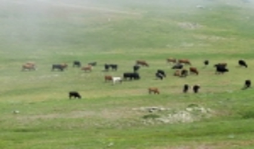 250 میلیون تومان برای اصلاح مراتع استان هرمزگان مصوب شده است