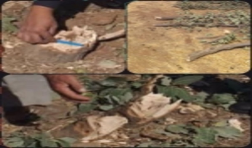 لرستان/عامل قطع درختان جنگلی روانه زندان شد