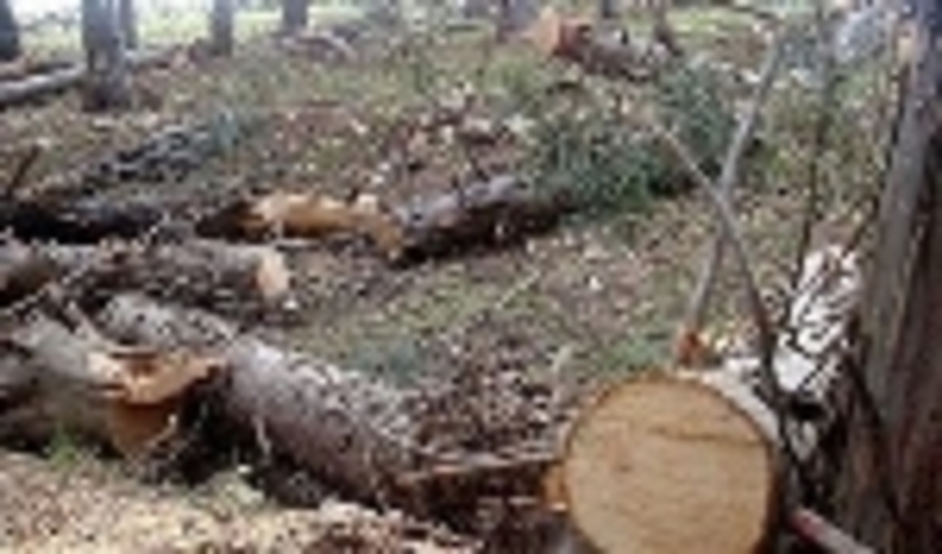 دستگیری عامل قطع درختان مسیر بیستون به کرمانشاه 