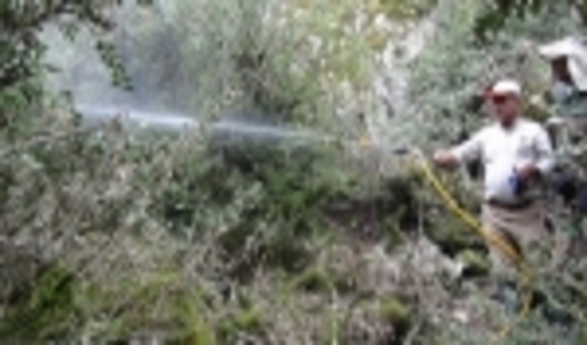 نتایج رضایت‌بخش مبارزه با آفت شب‌پره شمشاد در ساری