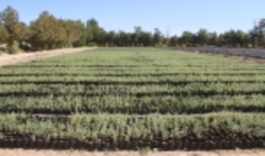 ۴۰ میلیارد ریال برای کاشت نهال در کویرمیقان اراک اختصاص یافت