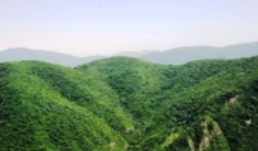 طرح جایگزین جنگلداری با رویکرد برداشت چوب تدوین نمی‌شود