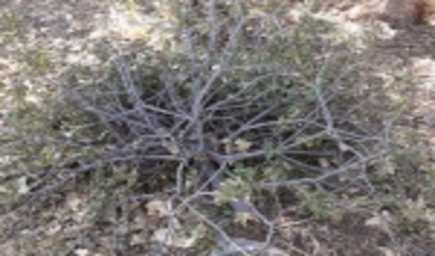 حذف بیماری لورانتوس از جنگل‌های گیلانغرب