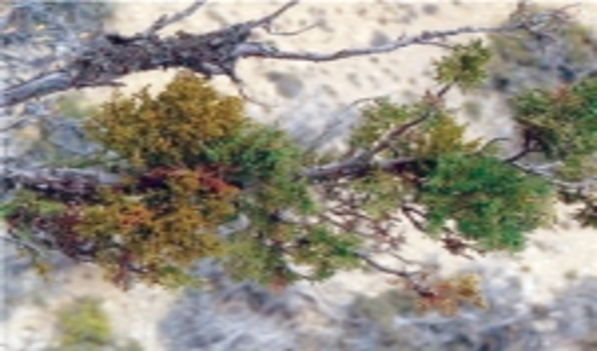 اجرای طرح مبارزه با آفت ارس واش در 700 هکتار از اراضی ملی استان زنجان 