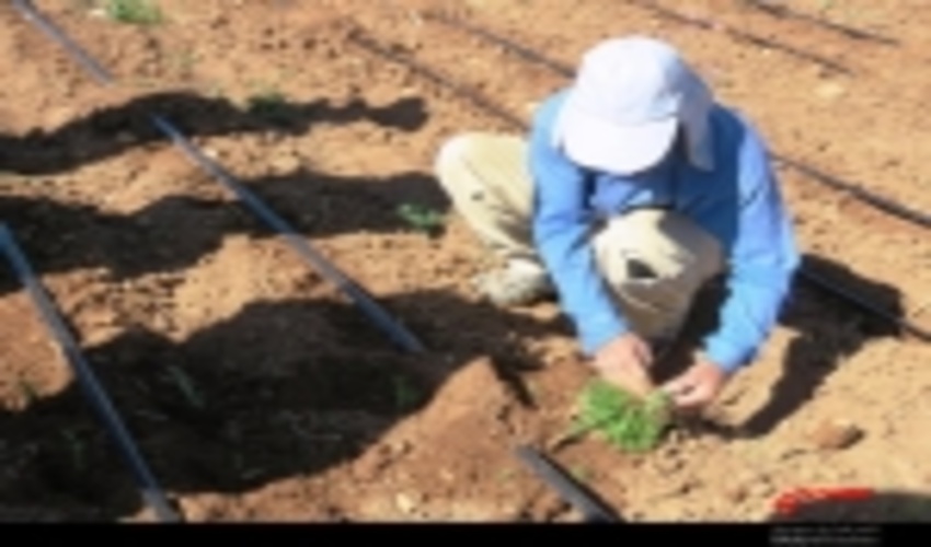 10 گونه گیاهی در کرمانشاه احیا می‌شود