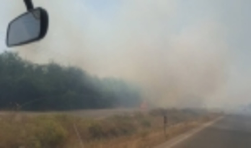 همدان / «سیگار» عامل از بین رفتن جنگل‌کاری‌های حاشیه جاده