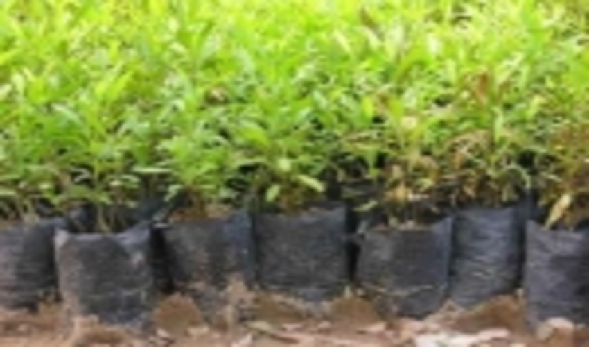 هرمزگان / تولید 220 هزار اصله نهال در نهالستان باغو 