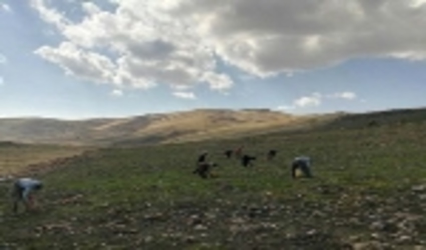 روانسر/تولید گیاهان دارویی، فعال‏سازی ظرفیت‏های نهفته است 