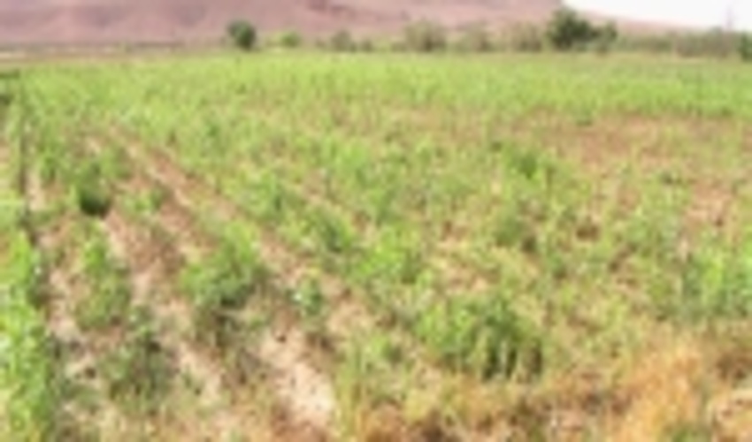 17 گونه جنگلی در نهالستان های چهارمحال و بختیاری تولید می شود