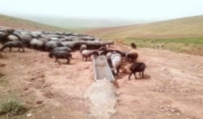 زنجان / تهیه و توزیع 99 دستگاه آبشخور از محل صندوق توسعه ملی