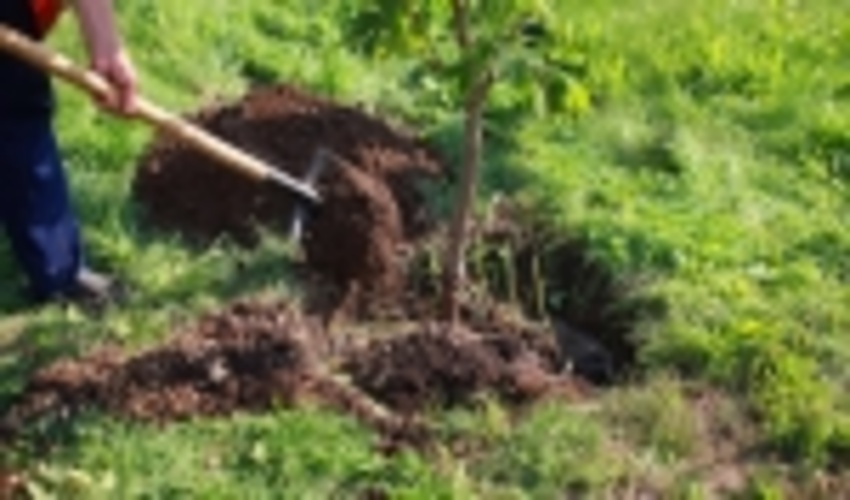 اجرایی شدن پروژه نهالکاری و بیابان زدایی در جیرفت