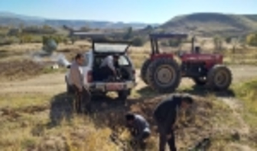 زنجان/320 اصله نهال گل محمدی در روستای چسب واکاری شد