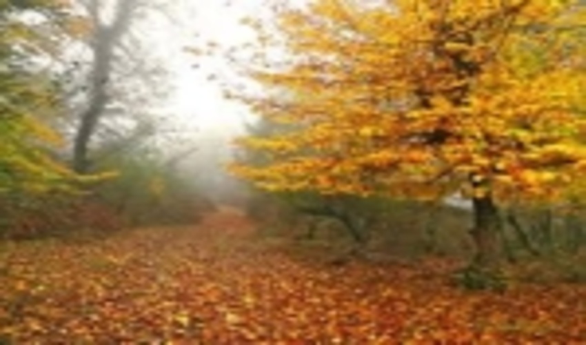 Revised Conservation Plan to be Implemented in Hyrcanian Forests