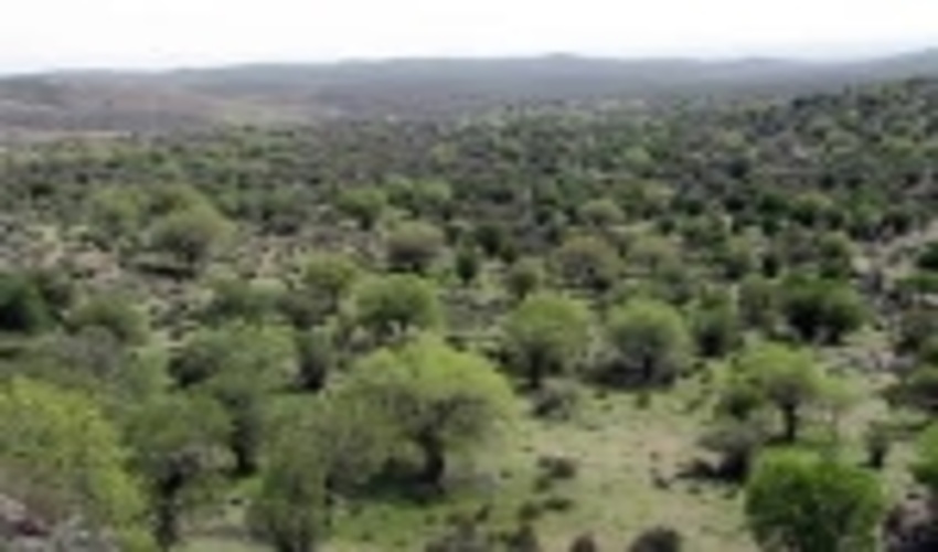 نهالکاری در ۵۰ هکتار عرصه های بیابانی بافق آغاز شد