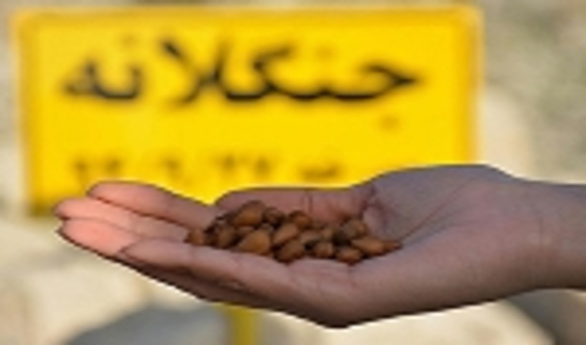 اجرای طرح ملی جنگلانه همزمان با سراسر کشور در فارس 