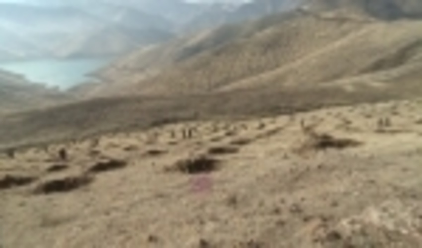 ۲ هزار هکتار جنگل کاری در کردستان انجام شد