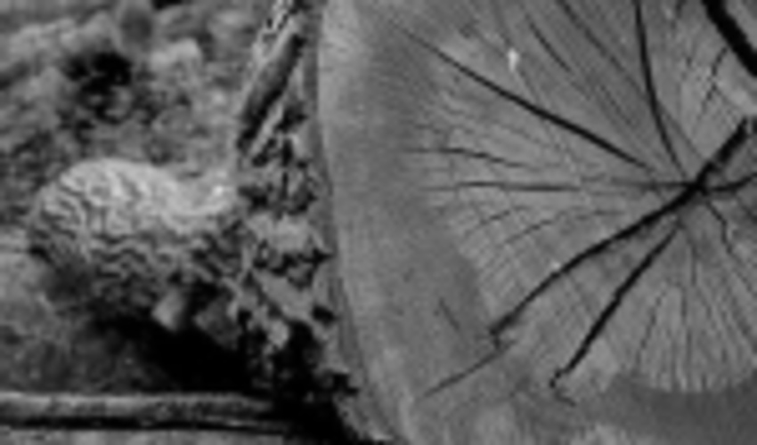 Our Approach to Forests Should Be Changed