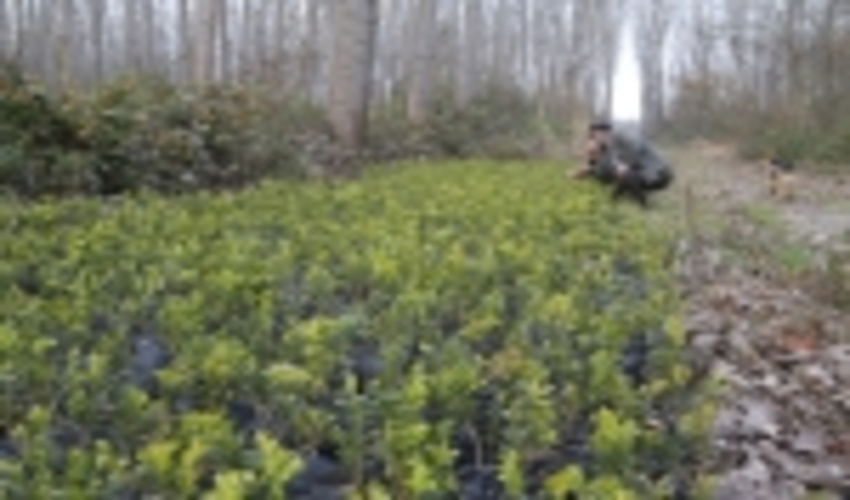 حدود 16 هزار اصله نهال شمشاد هيركاني در مركز بذرجنگلي خزر كشت مي شود