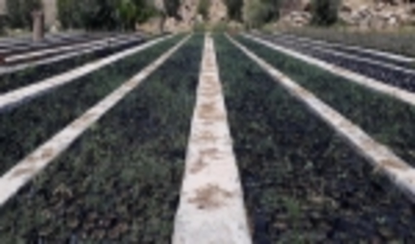 تولید بیش از۳ میلیون اصله نهال جنگلی در سطح نهالستان‌های استان