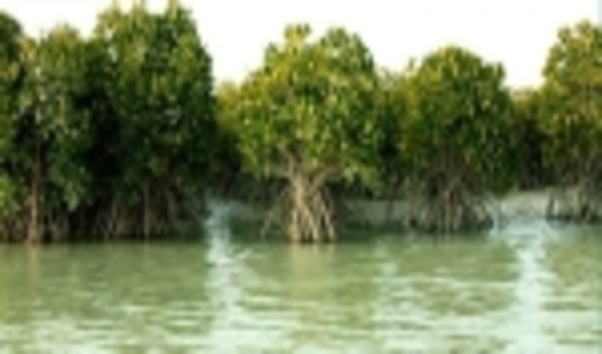 Mangrove Forests on the Road of Development