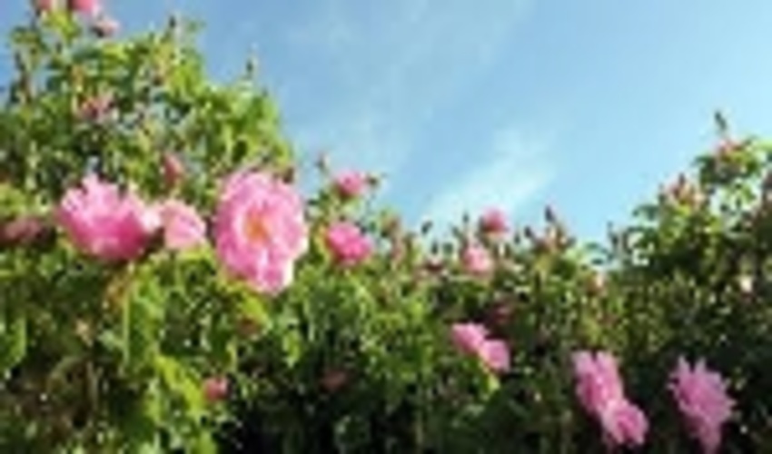 6 هکتار از اراضی دیم کم بازده شازند زیر کشت گل محمدی می رود