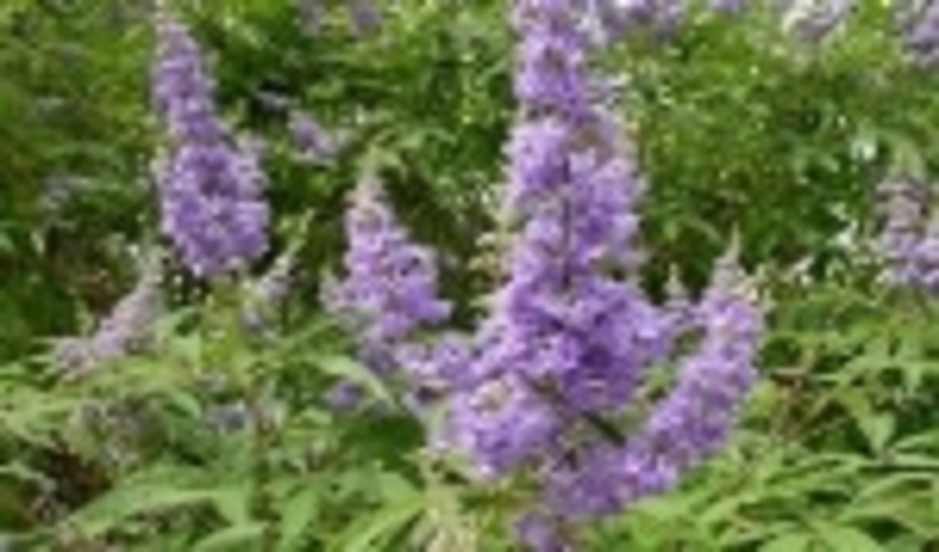  در سال گذشته 61 هزار هکتار توسعه گیاهان دارویی در مراتع کشور انجام شده است