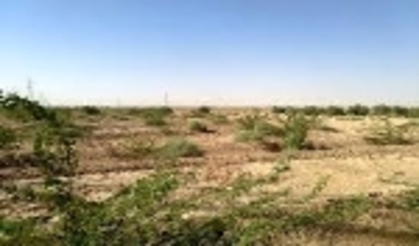 عملیات بوته‌کاری در ۲۳۵ هکتار از عرصه‌های مرتعی استان مرکزی 