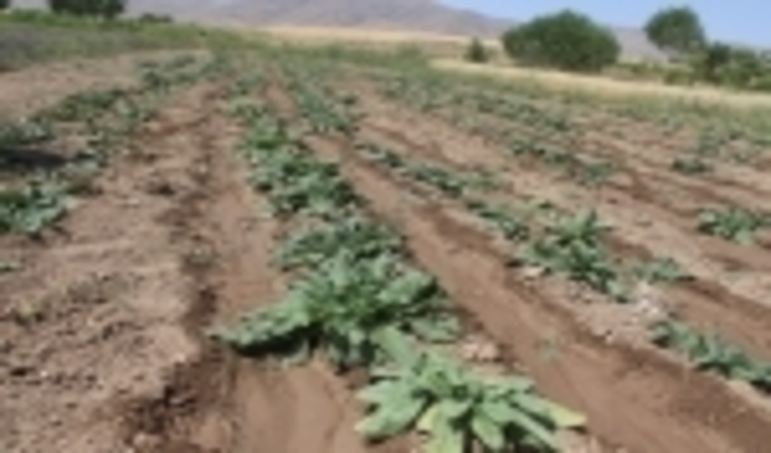 مرکزی/کشت گیاهان دارویی در ۱۲ هکتار در راستای طرح ترسیب کربن اجرایی شد