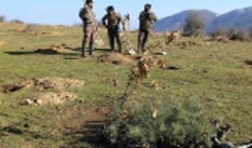  حدود 57 هزار هكتار از عرصه هاي منابع طبيعي غرب مازندران جنگلكاري شد