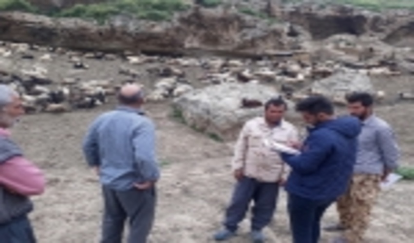 گلستان/پروژه مدیریت چرا و کنترل دام در مراتع قشلاقی استان آغاز گردید