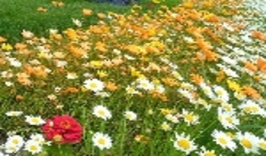 مراتع خوزستان، گنجینه ای از گیاهان دارویی