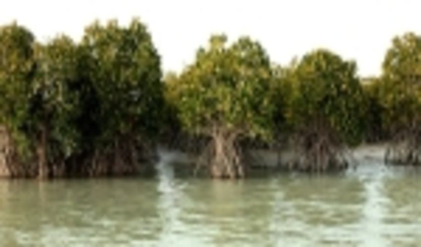 کشت 85 هزار اصله نهال «حرا» در جزیره قشم