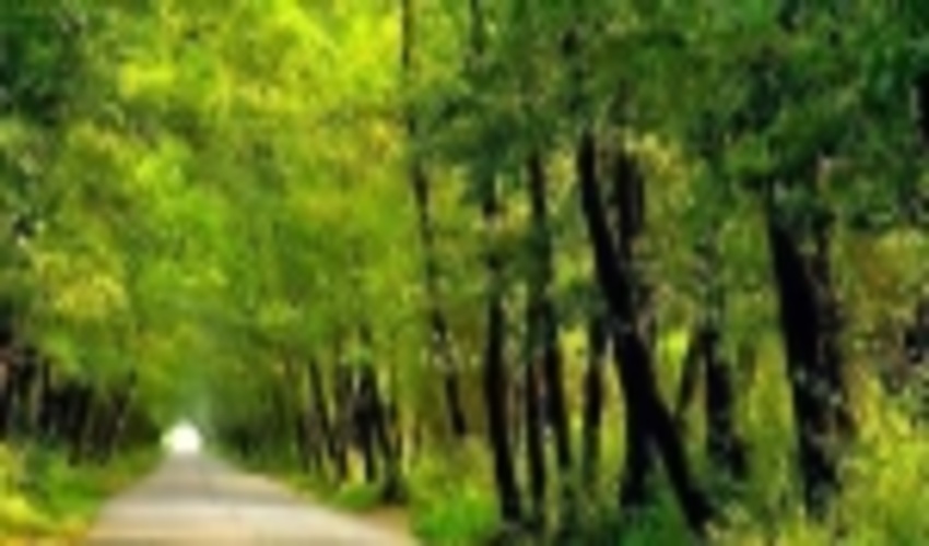 این جاده جنگللی زیبا کجاست؟!