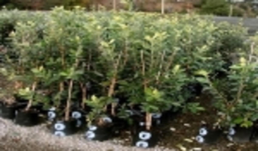 توزیع ۱۵ هزار اصله نهال رایگان در صومعه سرا