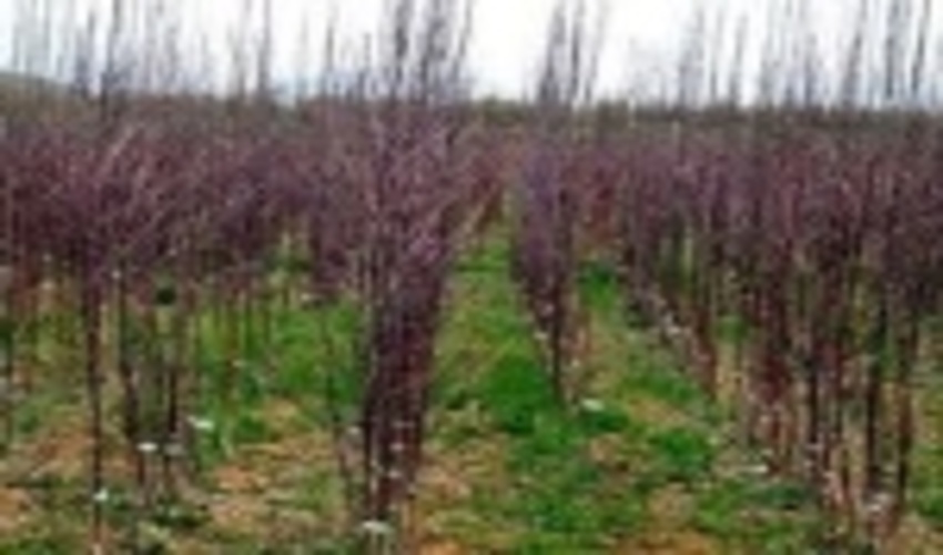 ۴۰ هزار اصله نهال همزمان با هفته منابع طبیعی درخمین توزیع شد