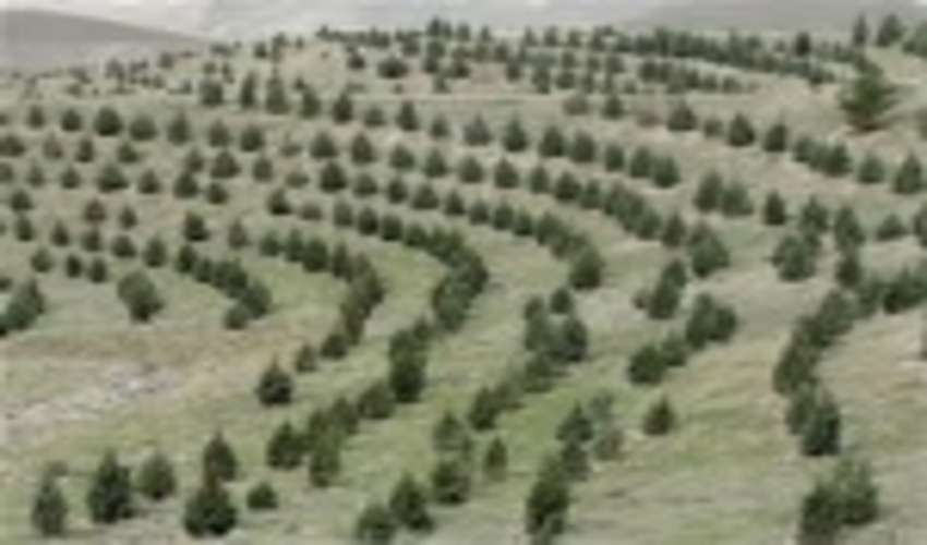 توسعه 2هزار هکتاری جنگلهای استان همدان