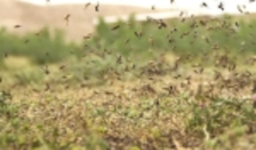 منابع طبیعی تمام توان خود را برای مبارزه با ملخ های صحرایی بکار می گیرد