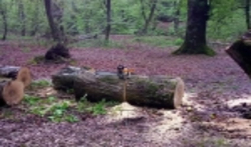 گلستان/دستگیری متخلفین در حین برش زدن یک درخت ریشه کن شده