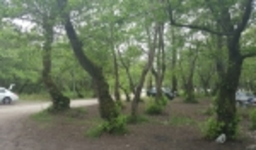 عاملان ضرب و شتم ماموران یگان حفاظت جنگل‌های مازندران دستگیر شدند 