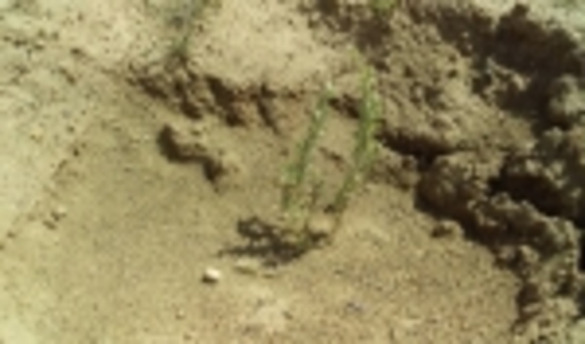 توسعه پروژه های بیابانزدائی در شهرستان اشتهارد مشارکت جوامع محلی را می طلبد