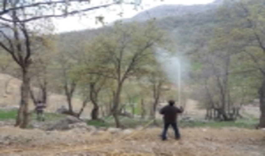 آفات زدایی 300 هکتار از جنگل های شهرستان دزفول