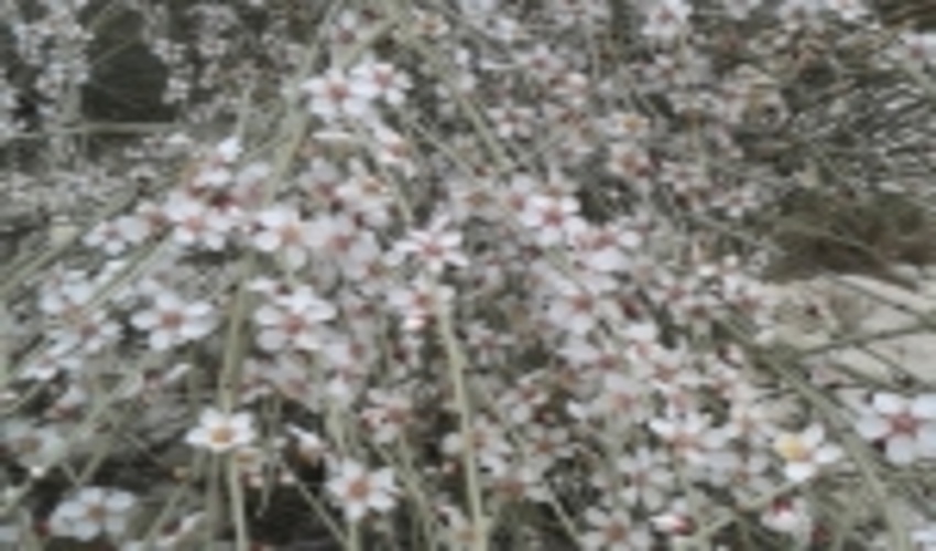 جنوب کرمان/مشکل بادام کوهی در جنوب کرمان نبود صنایع تبدیلی است