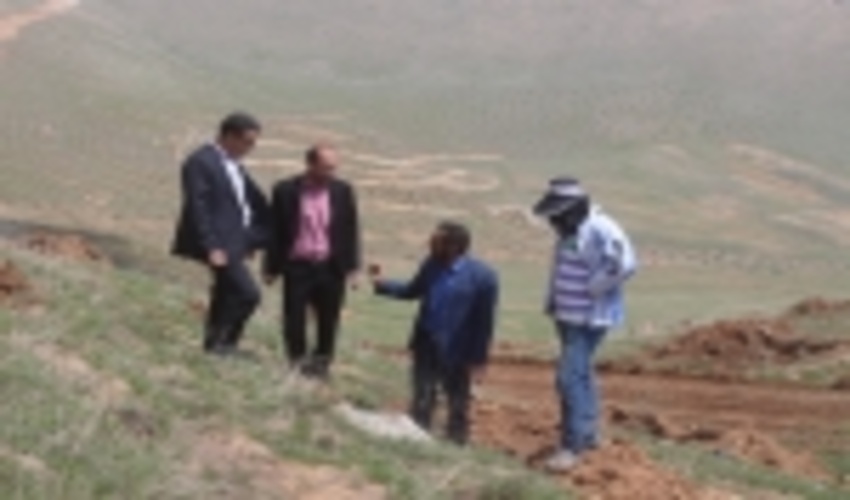 ۴۰۰ هکتار از عرصه طبیعی شازند جنگل‌کاری شد