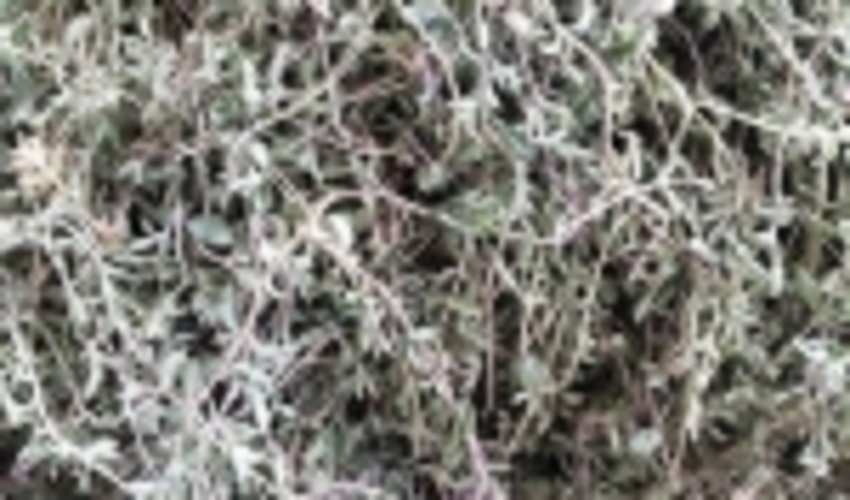 برداشت گیاهان دارویی در تربت‌حیدریه ضابطه‌مند شد