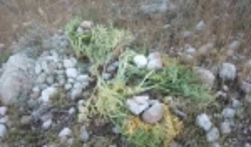 فارس/قاچاقچیان غیرمجاز فرآورده های مرتعی در دام نیروهای یگان حفاظت شهرستان گراش