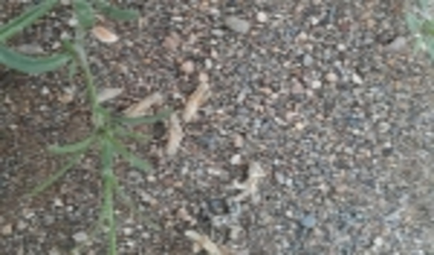 هجوم ملخ کوهان دار و کرم برگ خوار در مراتع خراسان جنوبی